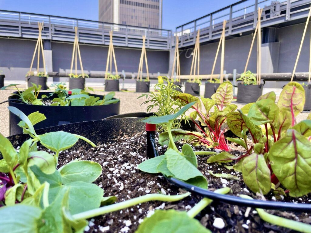 The Bloc’s rooftop urban farm will contain 18 different types of produce, such as heirloom tomatoes, kale, cucumbers and peppers, and 12 varieties of herbs and edible flowers. - Photo courtesy of The Bloc